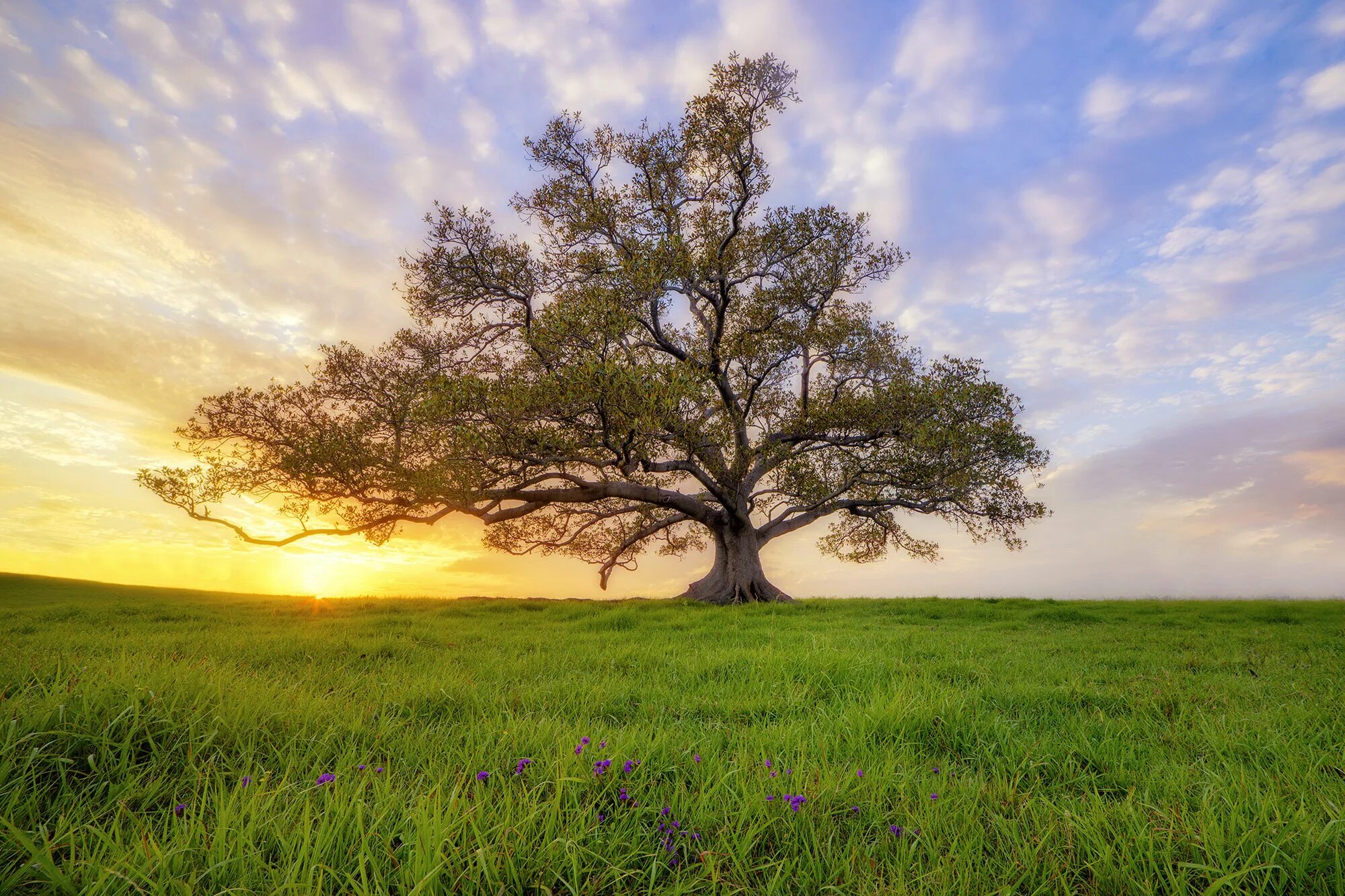 Natural tree. Дерево Утун. Раскидистое раскидистое дерево. Одинокое дерево. Красивый дуб.