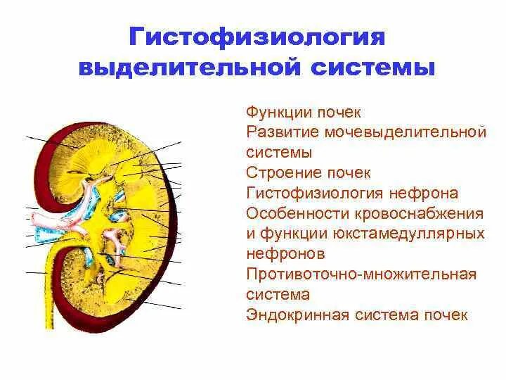 Какая ткань обеспечивает развитие почки. Функции мочевыделительной системы строение почек нефрона. Выделительная система строение почки. Выделительная функция почек. 31. Выделительная система. Строение и функции почек..