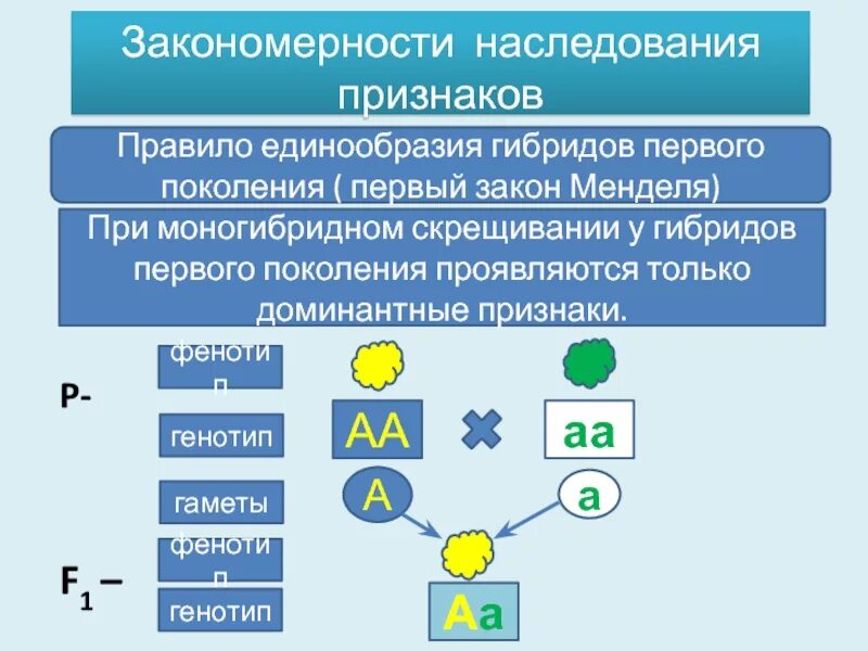 Расщепление признаков при моногибридном скрещивании. Закономерности наследования законы Менделя. Закономерности наследования при моногибридном. Схема моногибридного скрещивания. Наследственные закономерности закон Менделя.