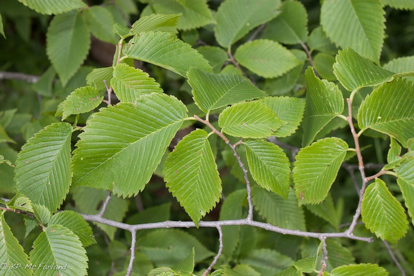 Карагач 4 буквы. Ulmus rubra. Ulmus rubra плоды. Скользкий вяз дерево.