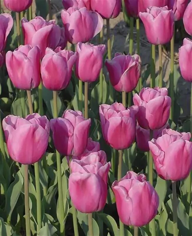Тюльпан jumbo pink. Пинк твист. Тюльпан pink marlene. Тюльпан джамбо бьюти. Тюльпан триумф милкшейк.