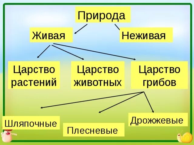 Переход питательных элементов от неживой природы. Царства неживой природы. Царства живой природы схема. Царства живой природы 2 класс окружающий мир схема. Царства природы 2 класс окружающий мир.