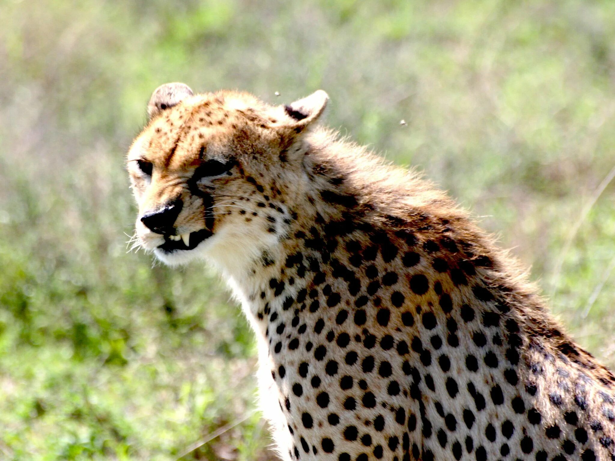 вес гепарда. вес гепарда. гепард в прыжке. южноафриканский гепард. гепард в московском зоопарке.