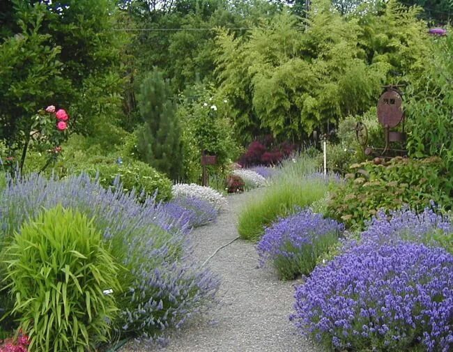 Неприхотливый сад фото Gardening 101: Astilbe Gardenista Shade garden, Astilbe, Container gardening s