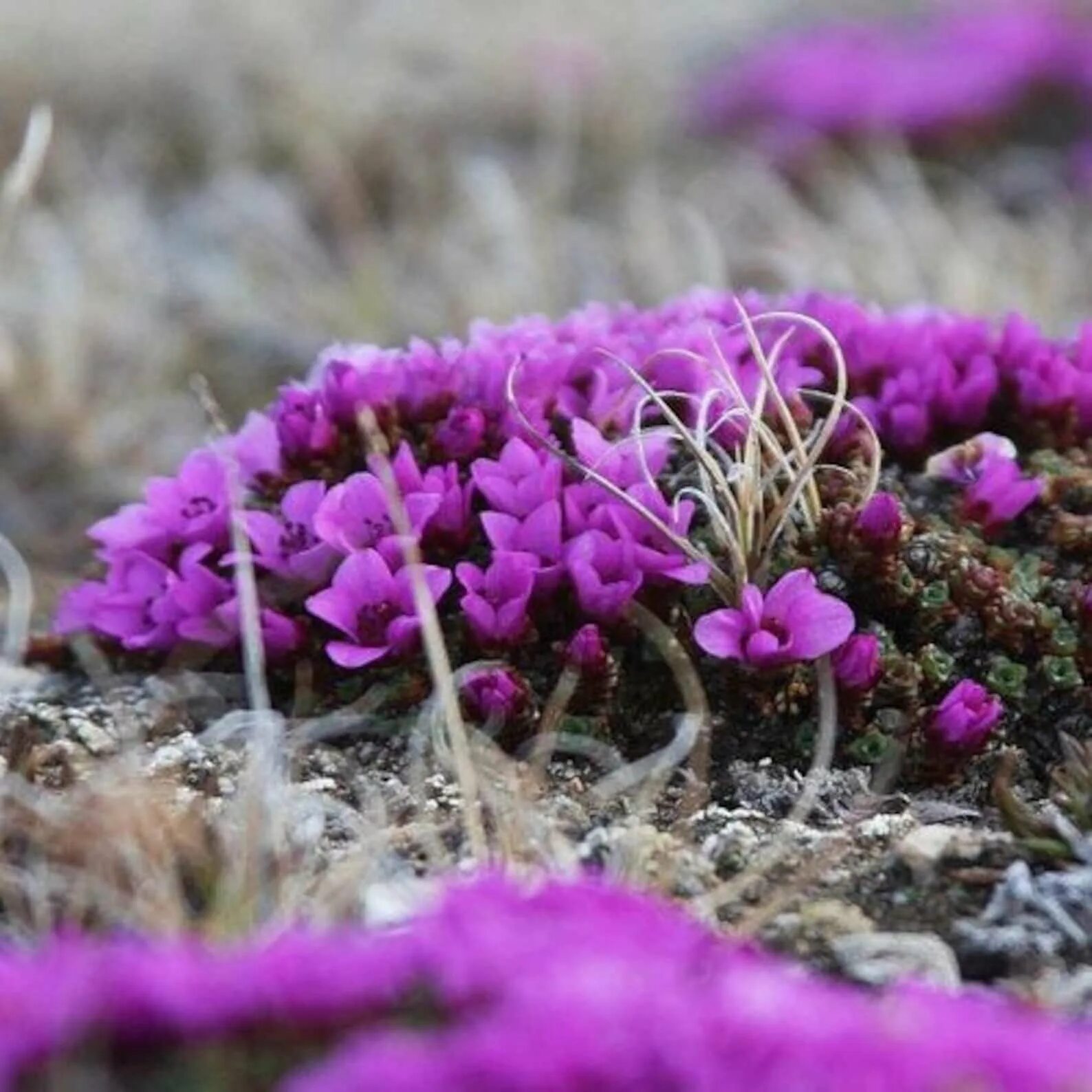 Цветущая тундра весной. Saxifraga arendsii Purple Robe. Камнеломка Purple Robe. Камнеломка карпет Пурпл Роуб. Saxifraga 'Purple Robe'.