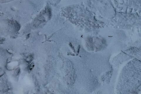 Следы ворон на снегу