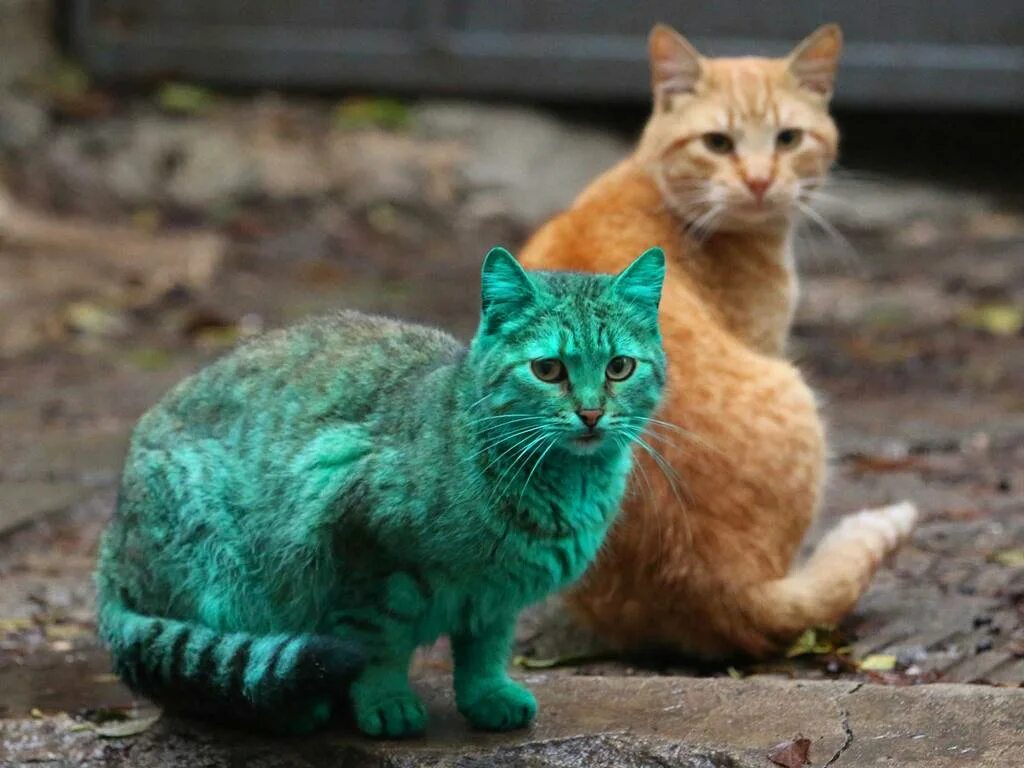 Зеленый кот Варна. Зеленая кошка. Редкие кошки. Необычные кошки.