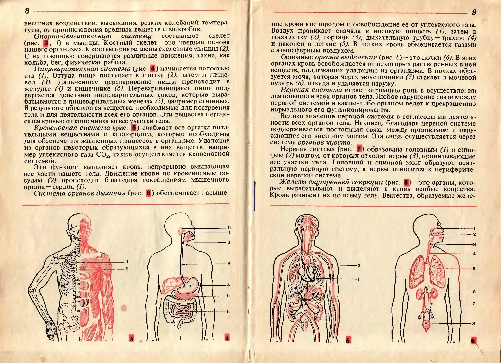 Курсы анатомия физиология и гигиена. Цузмер петришина человек анатомия физиология гигиена. человек анатомия физиология гигиена 8 кл. человек: анатомия, физиология и гигиена. учебник для 8 кл.. учебник по анатомии и физиологии.