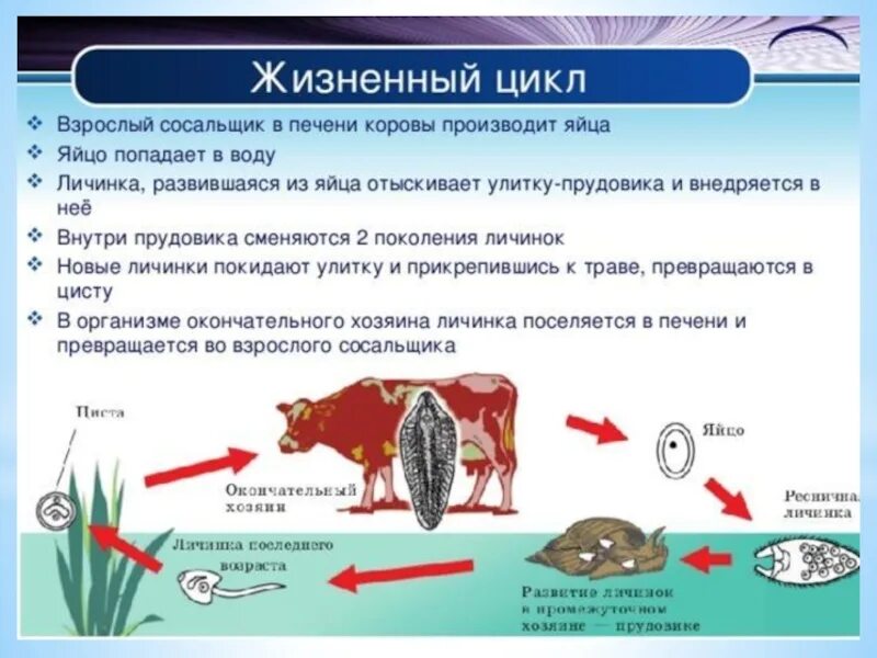 Стадии жизненного цикла цисты