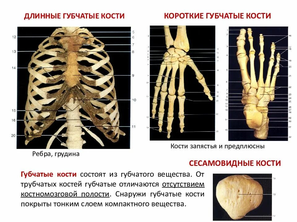 Губчатые кости. Губчатый. Короткие губчатые кости. Длинные короткие трубчатые губчатые плоские кости. Ребра трубчатые