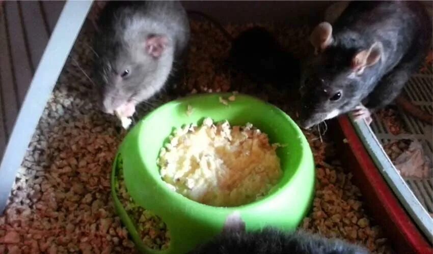 Еда для крыс декоративных. Кормление крысы ребенком. Мышь с огурцом. Мышь с едой. Правильное питание для крыс.