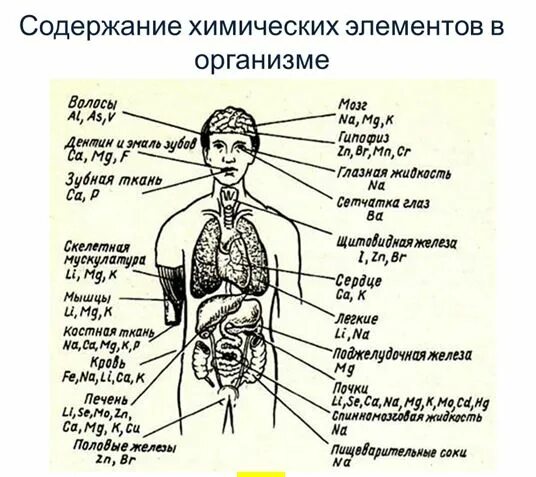 Химические элементы в организме человека 7 класс. Содержание элементов в организме человека. Типография хим элементов в организме человека. Какой предмет изучает элементы в организме. Gde naxoditsia Jeleza kupora v organizme cheloveka.