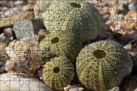 Зеленая ракушка