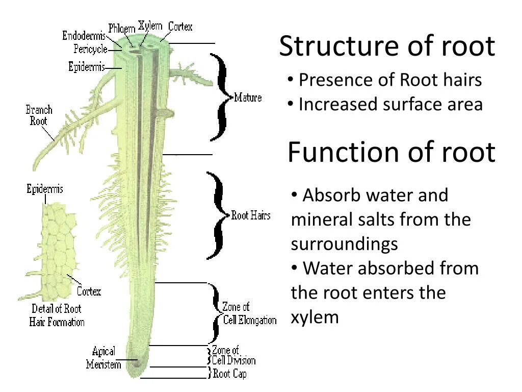 Root structure. The structure of the root Zones. The structure of the root hair. Internal structure of the root.