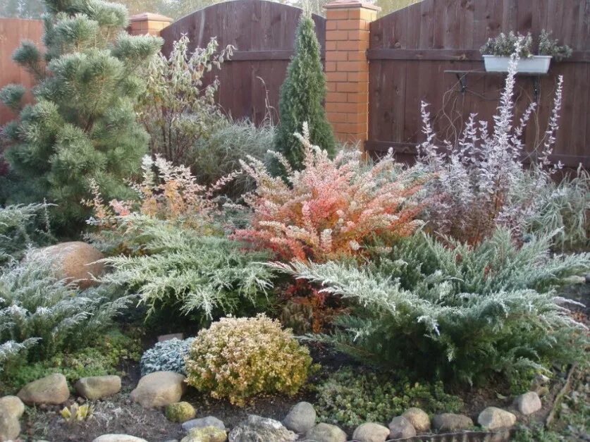 можжевельник сочетается с. можжевельник казацкий в миксбордере. мульчирование можжевельника блю эрроу. с туей можжевельником и барбарисом. хвойники сосна можжевельник.