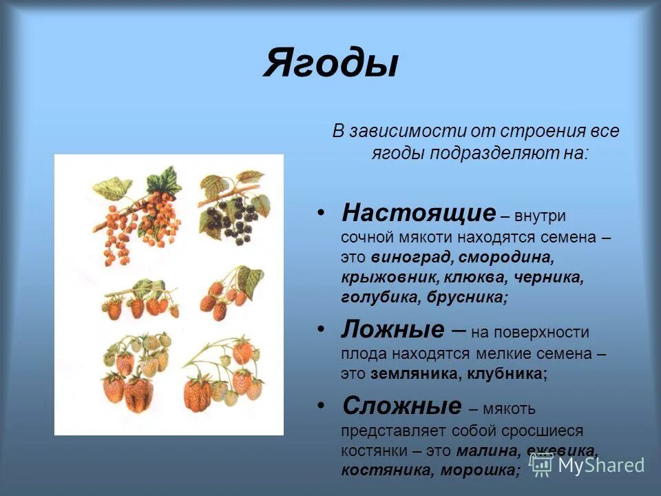 Ягода с ботанической точки зрения. Классификация ягод. Строение ягоды. Ягоды подразделяют на:. Ягоды классификация ягод.