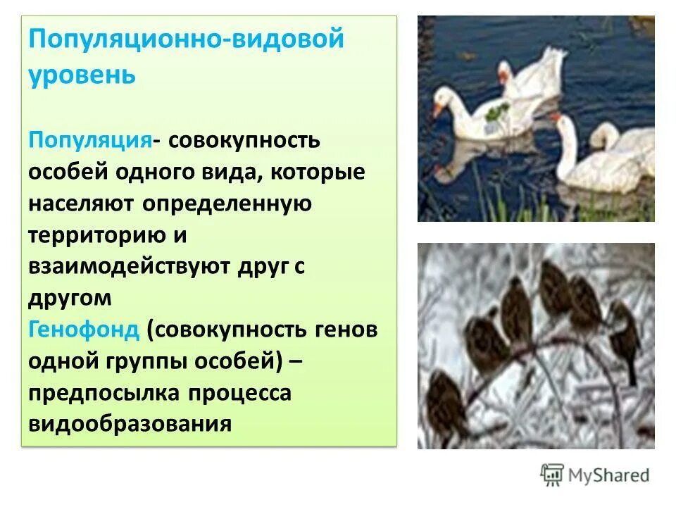 Пуполяционновидовой уровень. Популяционно-видовой уровень организации жизни. Популяционно-видовой уровень уровень организации жизни. Роль популяции в эволюционном процессе. Изменение генофонда популяций.
