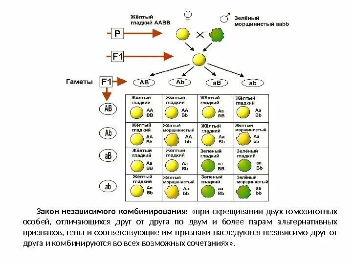 Закон независимого комбинирования признаков Менделя. Третий закон независимого комбинирования наследования признаков. 1. Закон независимого наследования признаков.. 3 Закон Менделя закон независимого комбинирования.