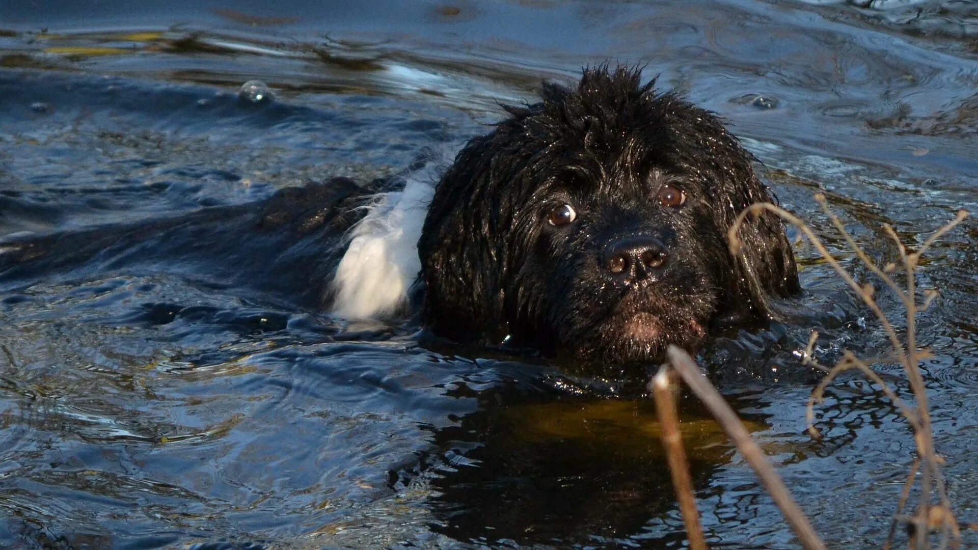 Ньюфаундленд длина реки. Собаки спасатели породы ньюфаундленд. Ньюфаундленд спасатель. Собака спасатель порода водолаз. Московский водолаз порода собак.