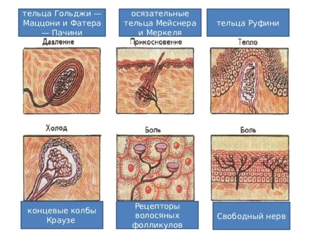 Тельца Мейснера и Меркеля. Тельце Мейснера и фатера Пачини. Тельца Руффини и Пачини. Тельца Краузе гистология. Тельца фатера