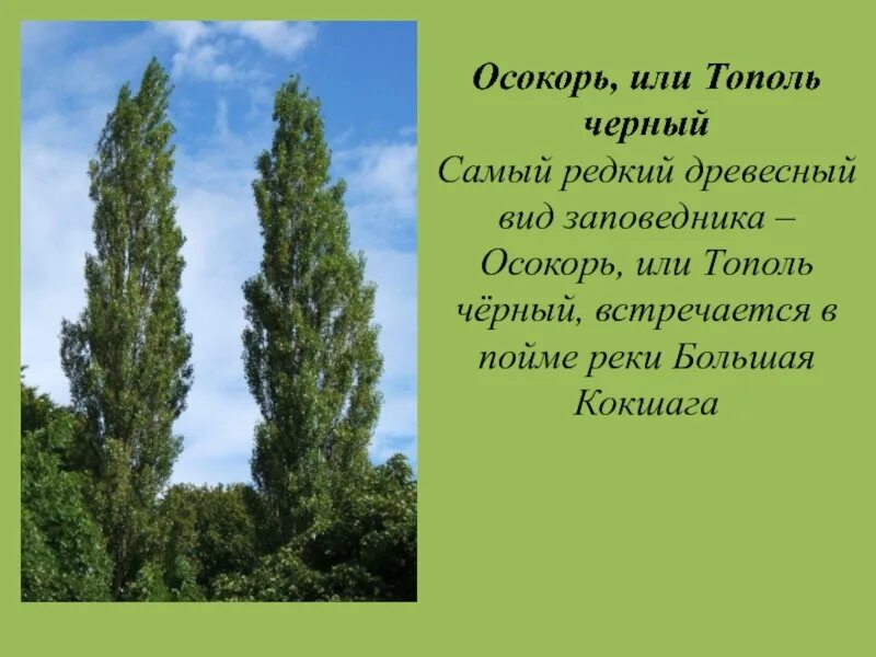 Гудели черные тополя и хотя. Тополь черный осокорь. Черный Тополь дерево. Тополь черный или осокорь. Тополь черный осокорь Марий Эл.