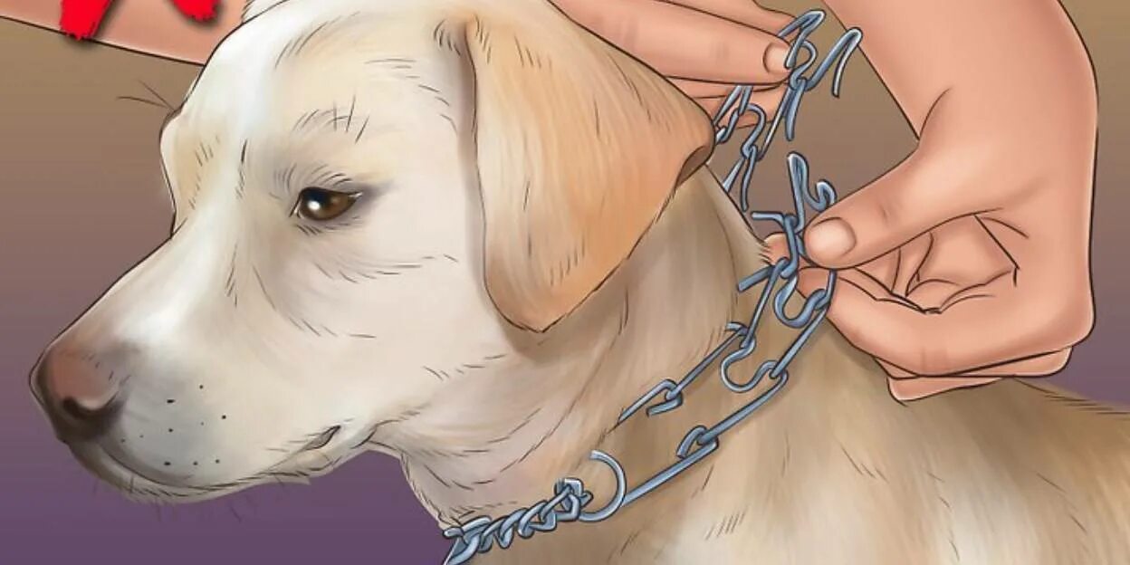 Доберман в строгом ошейнике. Стандартизированное интервью. Строгий ошейник для собак. Строже как правильно. Правильное одевание строгого ошейника.