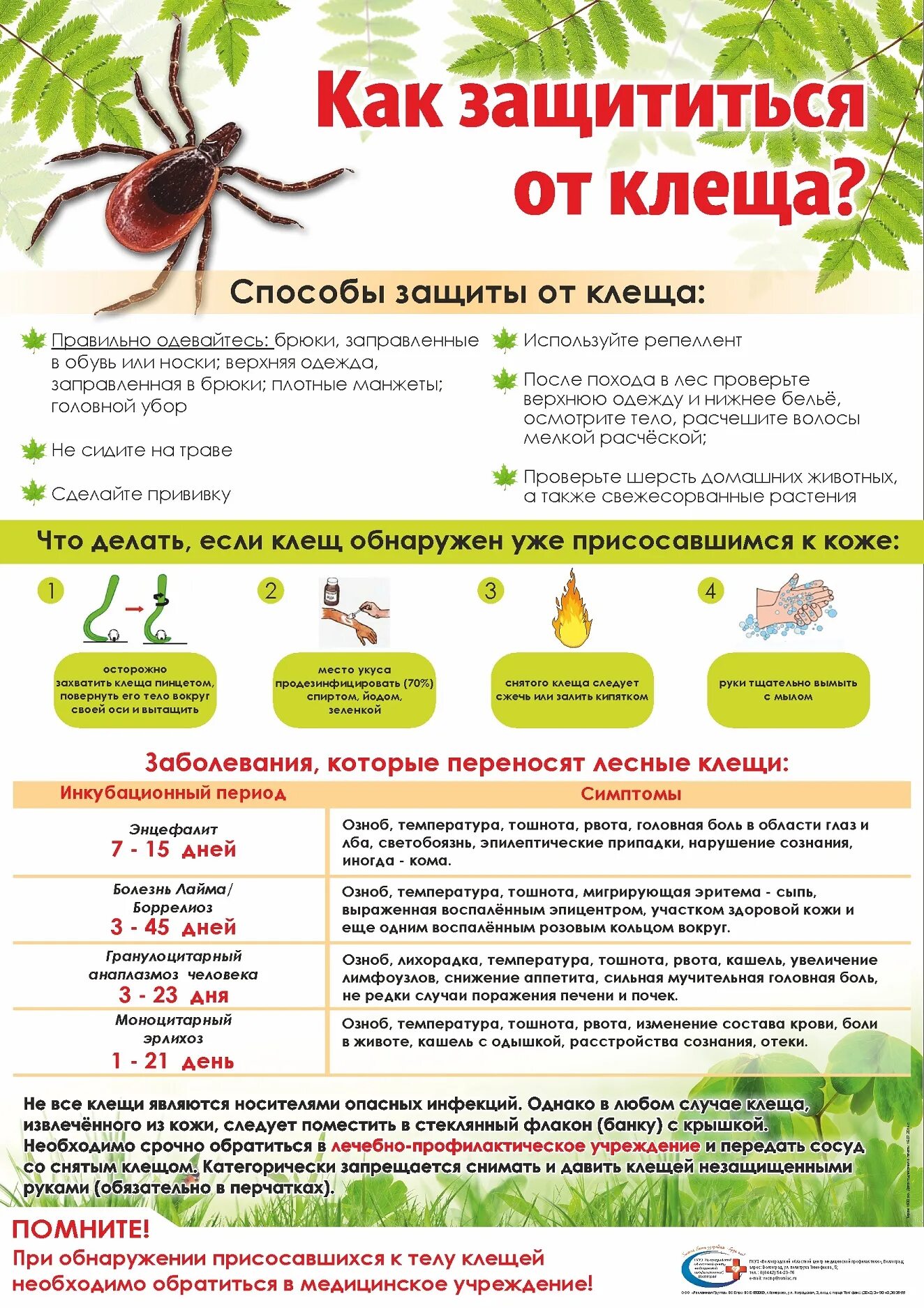 Клещи информация