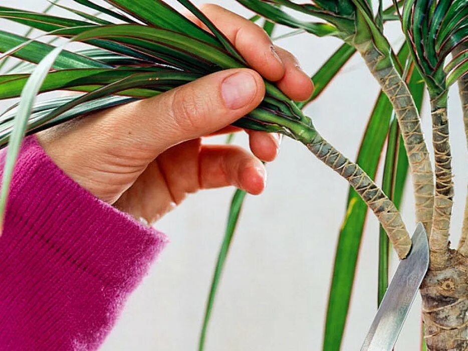House plants, Dracena, Plants