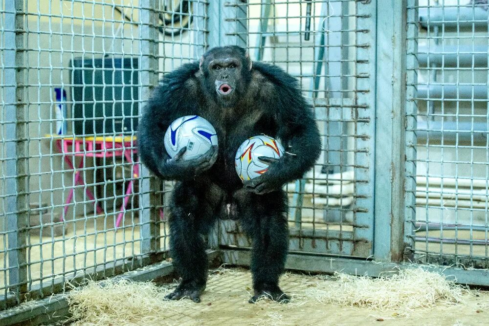 обезьяна в зоопарке. московский зоопарк обезьяны. ростовский зоопарк обезьяны. сколько обезьян в зоопарках. макаки в московском зоопарке.