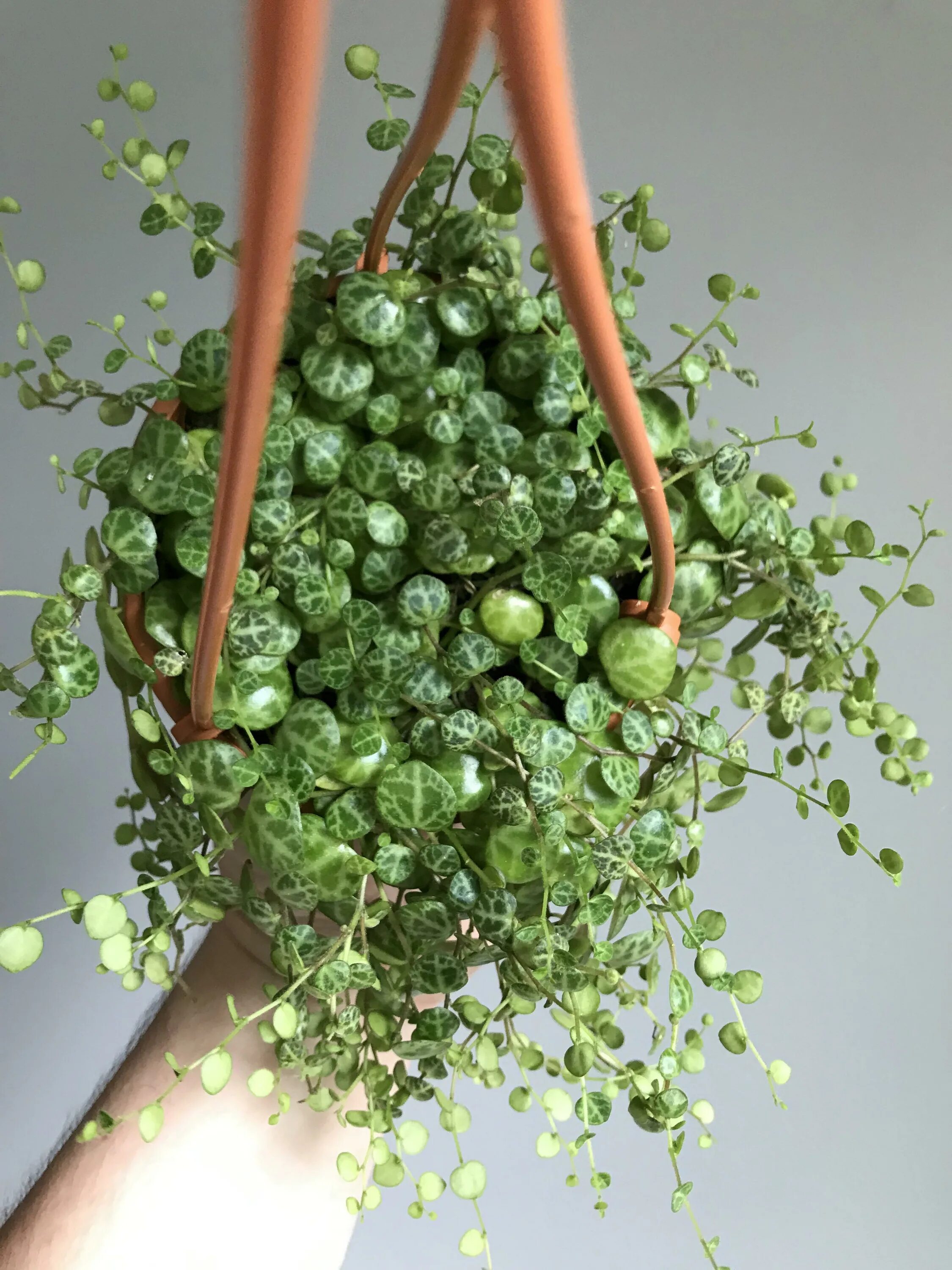Пеперомия прострата. Пеперомия prostrata. peperomia prostrata string of turtles. пеперомия сенецио грин. пеперомия монетолистная пеперомия прострата.
