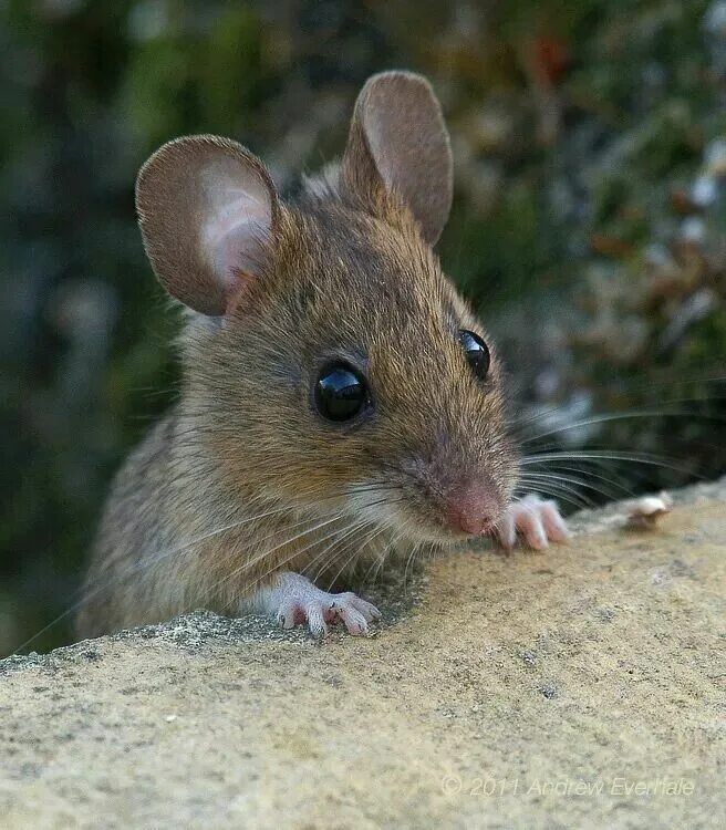 Mouse looking