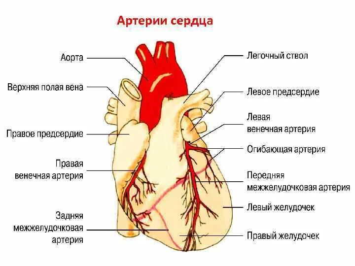 Левая коронарная артерия анатомия. Коронарные артерии сердца схема. Ствол левой коронарной артерии анатомия. Артерии и вены сердца схема.