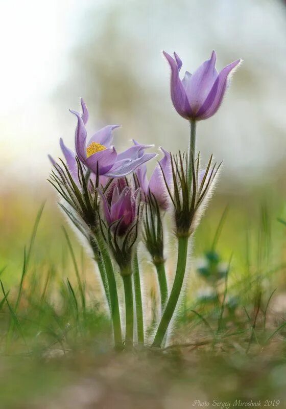 5 апреля цветок. Белозимник сон трава. Сон трава Оренбургской области. Прострел весенний. Сон трава цветок.