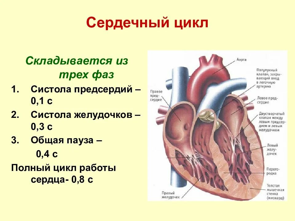 Функция систолы предсердий
