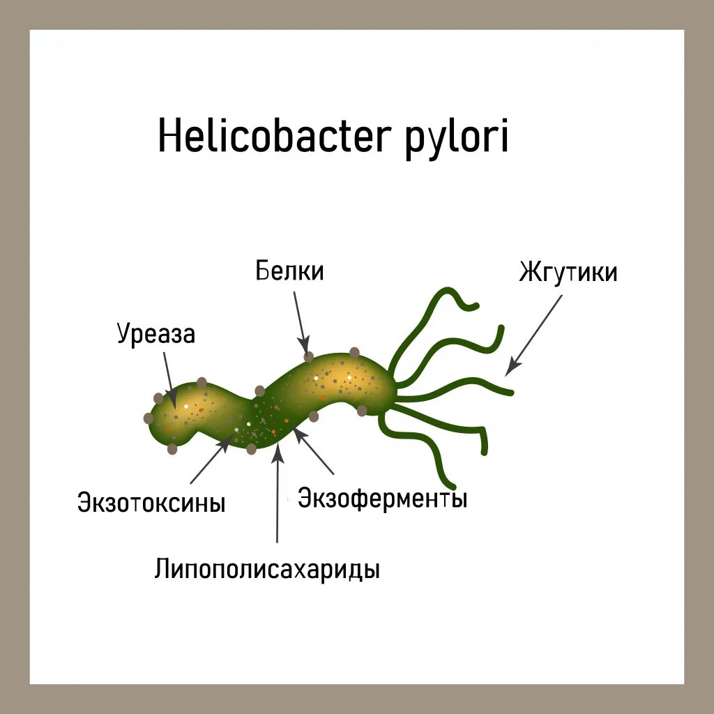 Бактерии хеликобактер пилори (Helicobacter pylori). Бактерия в кишечнике хеликобактер. Фото бактерии хеликобактер пилори.