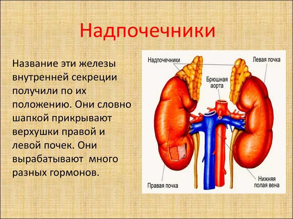 Железы печени и почек. Почки надпочечники анатомия человека. Почки и надпочечники строение. Анатомия человека надпочечники расположение. Железы внутренней секреции надпочечники.