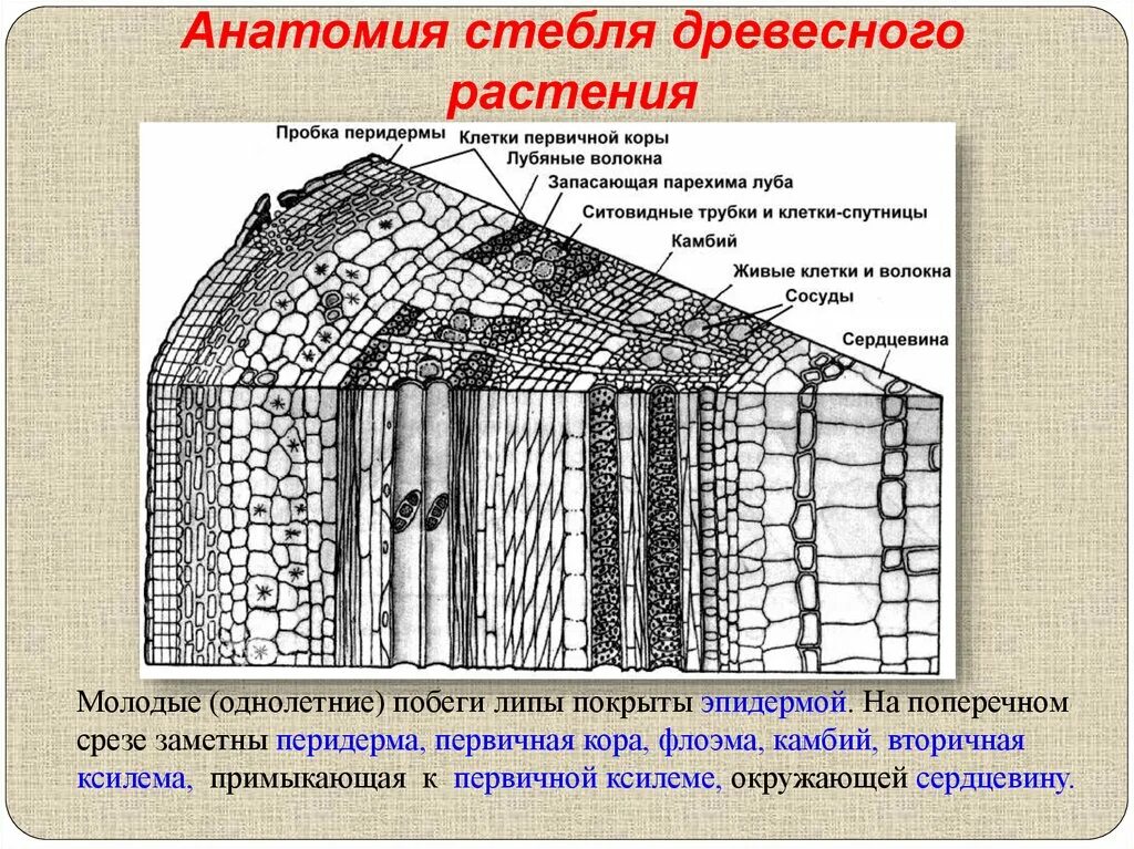 Поперечное сечение стебля Луб. Внутреннее строение стебля древесина. Строение поперечного среза древесного стебля. Строение древесины Ксилема. Луб состоит из мертвых клеток