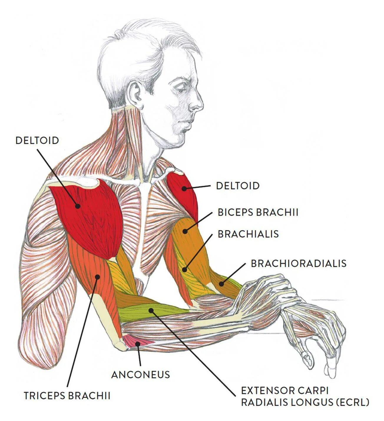 Брахиалис анатомия. Бицепс брахиалис анатомия. Анатомия мышц рук брахиалис. Брахиалис мышца упражнения.