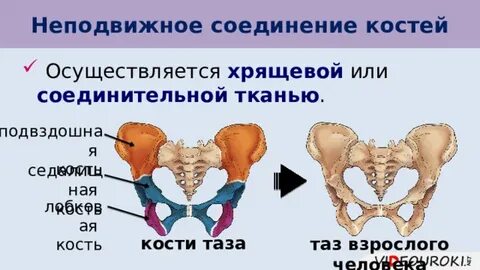 Кости таза соединены между собой подвижно