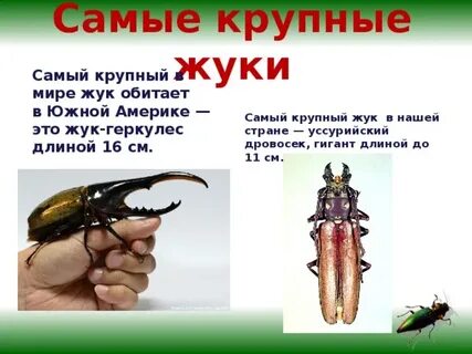 Где обитает жук геркулес из красной книги