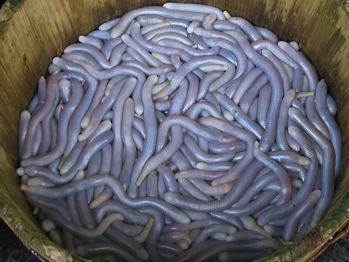 Самой большой червь. Морской червь сипункулиды. Морские черви немертины.