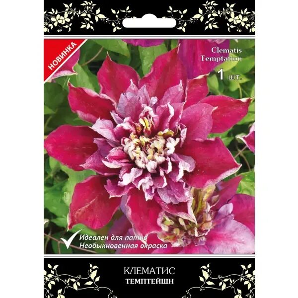 Emerald Dream Clematis, Ground cover, Emerald