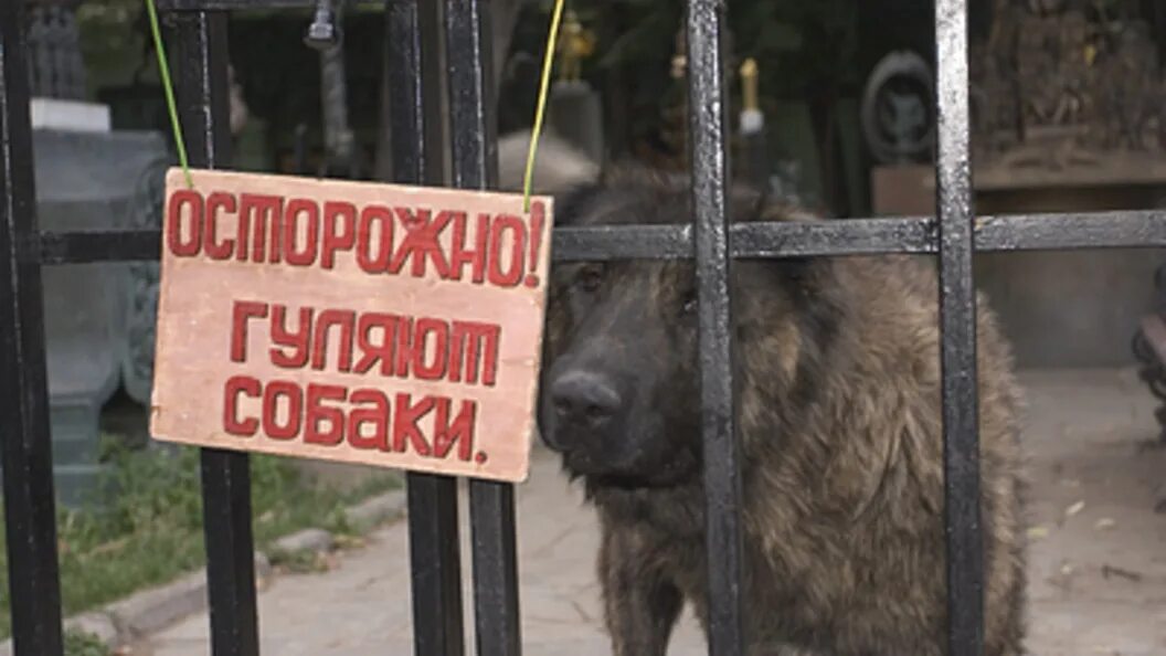 Факт нападения. По факту нападения собаки на ребёнка. Митинги против бродячих агрессивных собак.