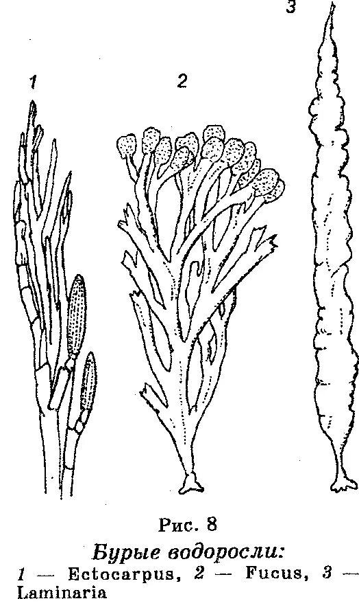 Учебник водоросли. Бурые водоросли эктокарпус. Бурые водоросли фукус ботаника. Спорангии бурых водорослей. Таллом эктокарпуса.