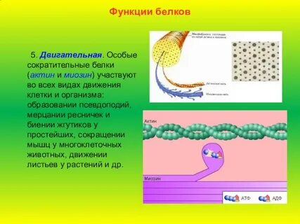 Тест по биологии белки