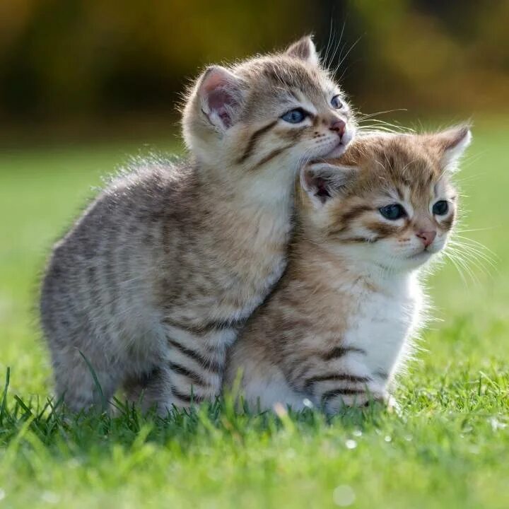2 котенка играть. Котята. милые кошки. два котенка. играющие котята.