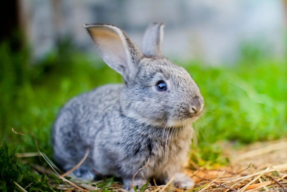 китайский кролик. несколько кроликов. фотосессия с кроликом. много крольчат. маленькие крольчата.