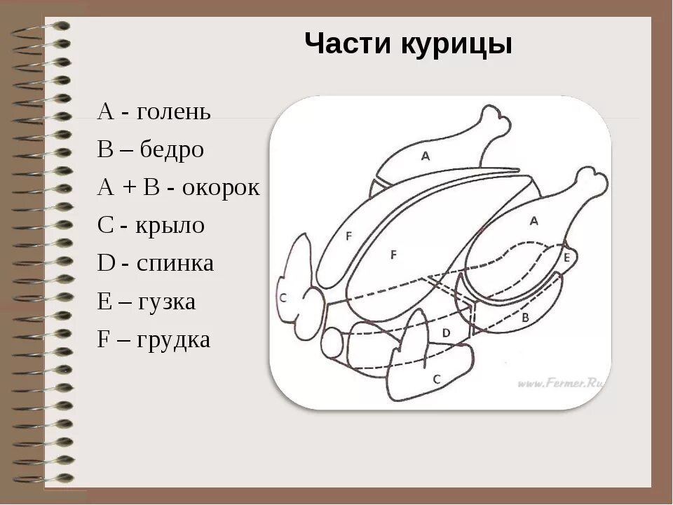 Какие части курицы. Строение тушки курицы. Название частей тушки курицы. Схема разделки курицы. Схема тушки курицы.