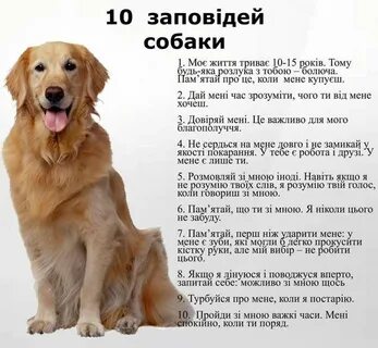 Три собаки на английском
