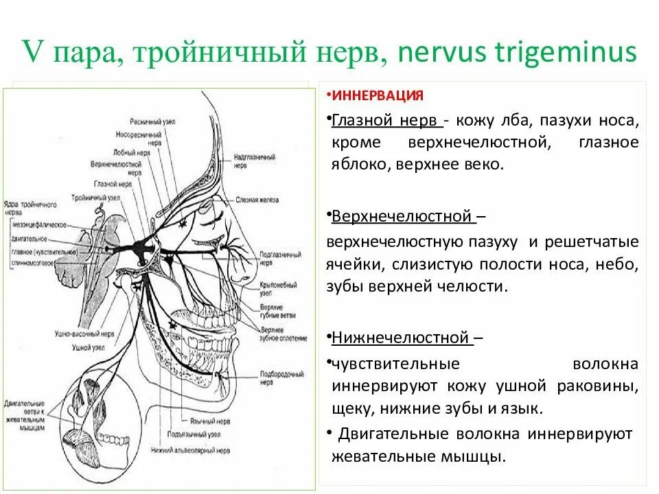 Отверстия тройничного нерва. Иннервация 1 ветви тройничного нерва. иннервация тройничного нерва таблица. ветви тройничного нерва таблица. иннервация 2 ветви тройничного нерва.